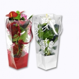 Garden Feelings® Anthurium en sac cadeau