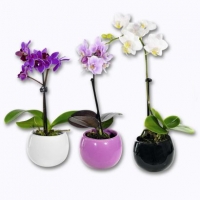 Aldi Garden Feelings® Mini orchidée avec pot aimanté en céramique