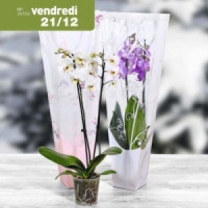 Garden Feelings® Orchidée en sac cadeau