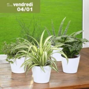 Aldi Garden Feelings® Petite plante dépolluante