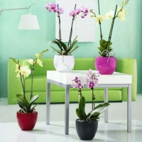Aldi Garden Feelings® Orchidée papillon