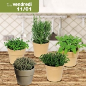 Aldi Garden Feelings® Plante aromatique