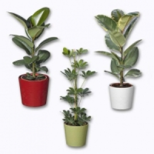 Aldi Garden Feelings® Plante verte