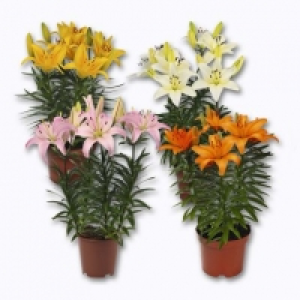 Aldi Garden Feelings® Lys en pot