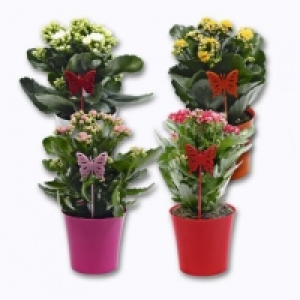 Aldi Garden Feelings® Kalanchoé