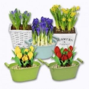 Bulbes à fleur 4.99 €