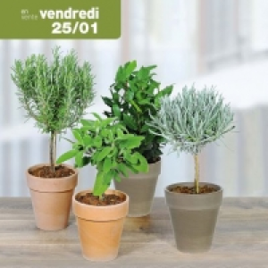 Garden Feelings® Plante aromatique sur tige