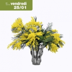 Bouquet de mimosa