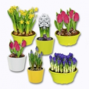 Aldi Garden Feelings® Bulbes à fleur