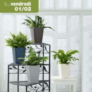 Garden Feelings® Fougères en pot céramique
