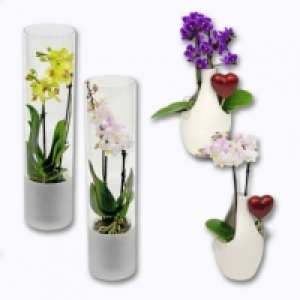 Garden Feelings® Orchidée 2 branches