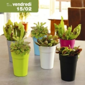 Aldi Garden Feelings® Plante carnivore en pot