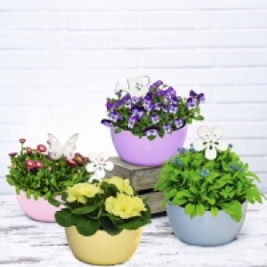 Aldi Garden Feelings® Composition de printemps