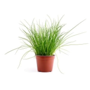 Basilic frais en pot - Sans résidu de pesticides La pièce Origine Fran 3.00 €