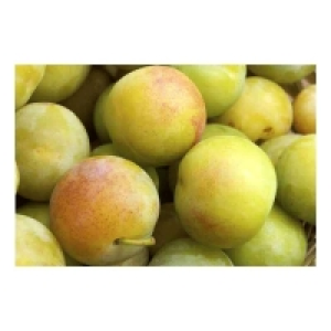 Prune - Reine Claude doré vert De 900g à 1,1Kg Catégorie 1 - Calibre + 4.99 €