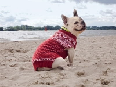 Pull pour chien 4.99 €