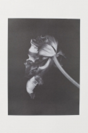  Poster 6.99 €