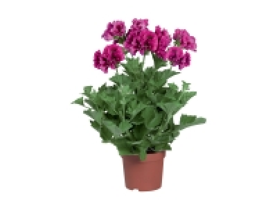 Pelargonium grandiflorum 1.29 €
