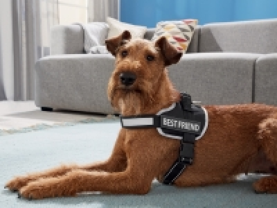 Harnais pour chien 6.99 €