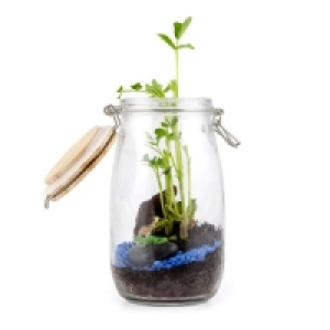 Oxybul CrÉation Oxybul Terrarium graines darachide