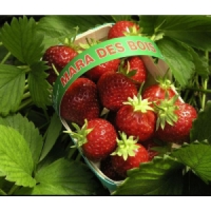 Spar  Fraises Mara des bois 250g Catégorie 1 - Origine France