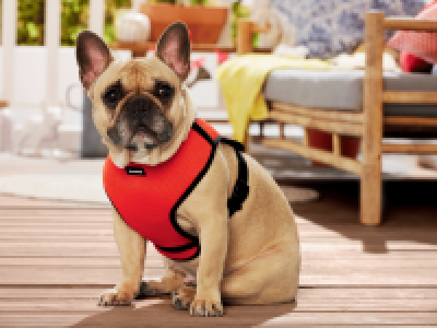 Harnais pour chien 4.99 €