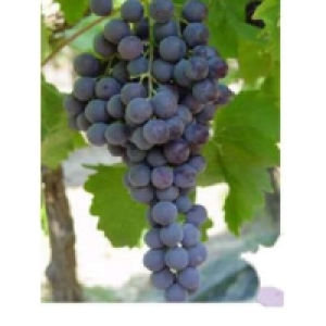 Raisin muscat De 900g à 1,1Kg Catégorie 1 - Origine France