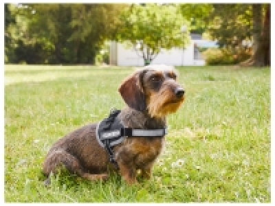 Harnais pour chien 9.99 €