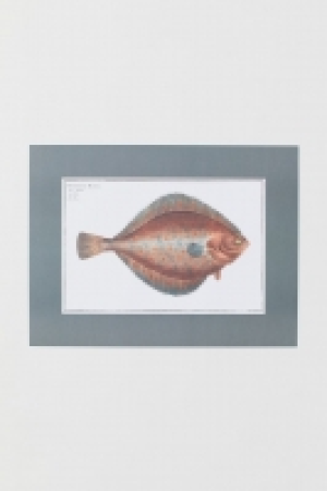Poster 5.99 €
