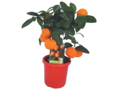 Agrumes sur tige 15.99 €
