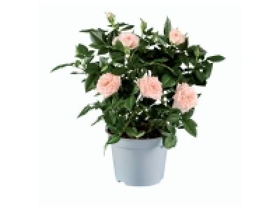 Plante fleurie 1.99 €