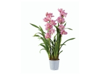Lidl  Orchidée Mix « Premium »