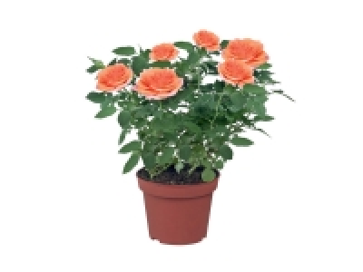 Rosier en pot 1.99 €