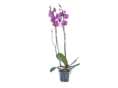 Orchidée 2 tiges 5.99 €