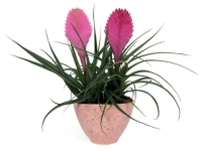 Composition broméliacé en céramique 8.99 €