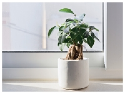 Lidl  Bonsaï ficus ginseng en pot céramique