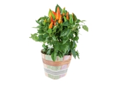 Plante fleurie en pot nature (chrysanthème, piment ornemental, kalanch 2.39 €