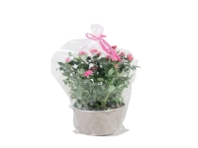 Rosier en coupe zinc 7.49 €