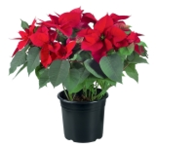 Grande étoile de Noël 7.49 €