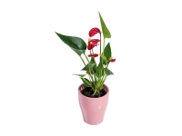 Lidl  Mini plante fleurie en pot céramique