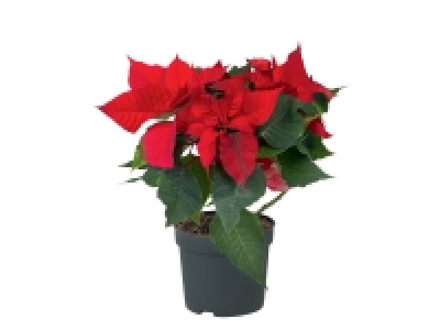 Étoile de Noël 2.99 €