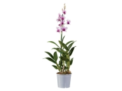 Orchidée Collection 7.99 €