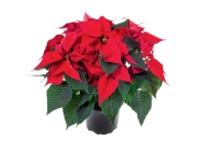 Étoile de Noël « Poinsésia » 4.99 €