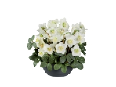 Rose de Noël en coupe 8.99 €
