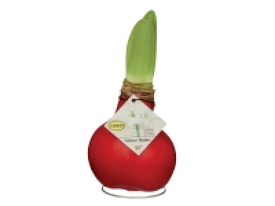 Amaryllis Bulbe en cire 5.99 €