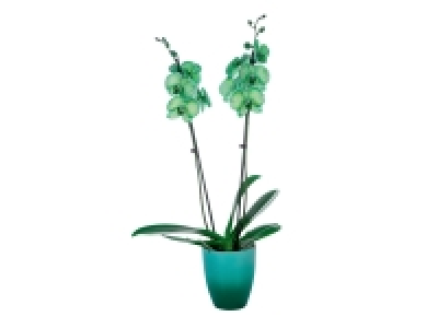 Orchidée Couleur en Céramique 10.49 €