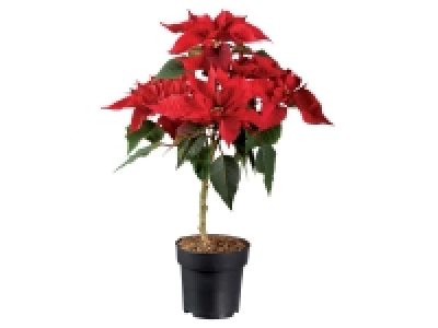 Étoile de Noël sur tige 5.29 €
