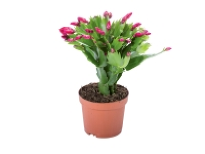 Cactus de Noël « Schlumbergera » 1.51 €