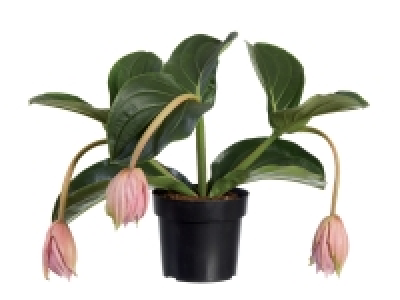 Medinilla Magnifica 6.79 €