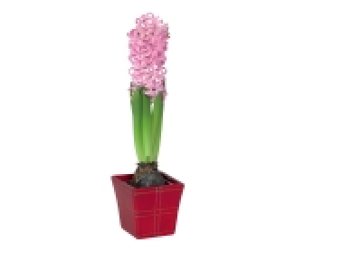 Jacinthe en pot céramique 1.69 €